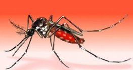 ডেঙ্গু প্রতিরোধে যা যা করণীয়