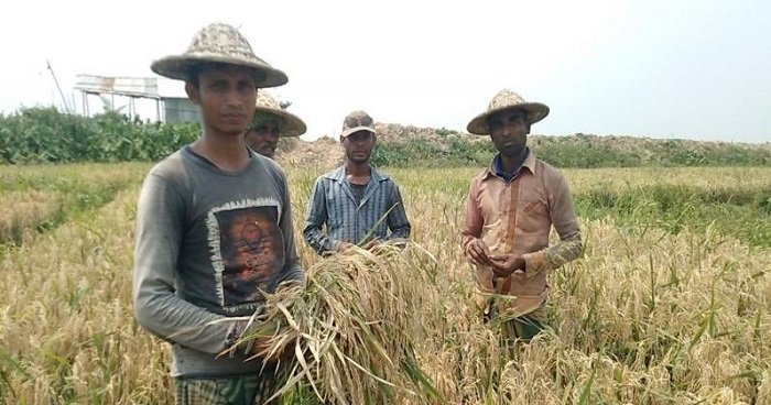 সরকারি ব্যবস্থাপনায় কৃষি শ্রমিক যাচ্ছেন হাওরে