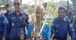 বেলকুচি পৌর সদরের নার্সারি থেকে গাজার গাছ ও গাজাসহ আটক-১