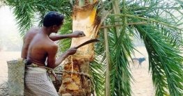চলনবিলে শীতের আমেজ খেজুর গাছ লাগাতে ব্যস্ত গাছীরা