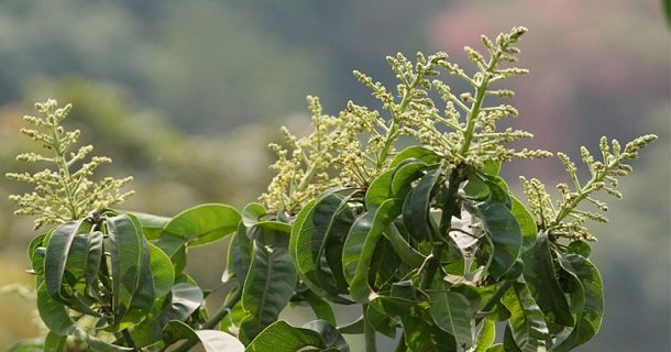 সলঙ্গায় থোকায় থোকায় দুলছে আমের মুকুল সলঙ্গায় থোকায় থোকায় দুলছে আমের মুকুল