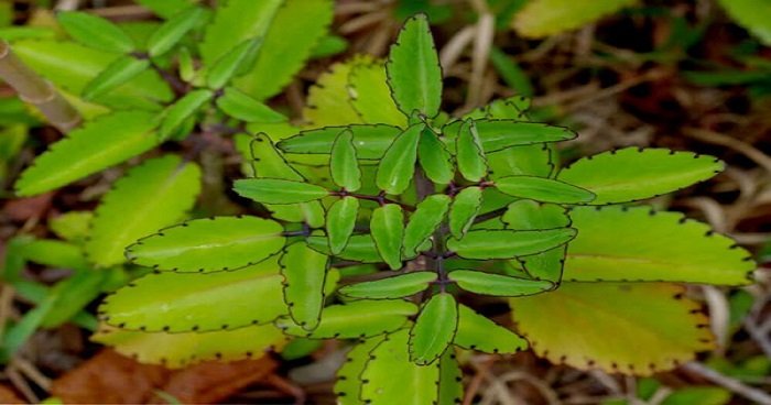 এই পাতার গুণেই পাইলস সমস্যার সমাধান মিলবে