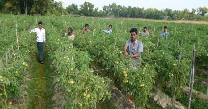 বেলকুচিতে বহুমুখি ফসল চাষাবাদে সাবলম্বী কৃষক