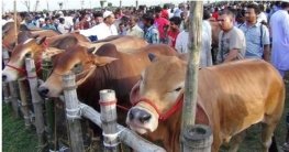 পশুর হাট ঘিরে কঠোর নিরাপত্তা বলয়