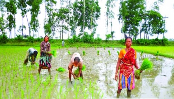 আদিবাসী নারীরা যেখানে ভোট দেন স্বামীর নির্দেশে: সিরাজগঞ্জ-৩