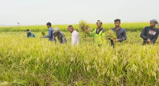 সিরাজগঞ্জে আগাম জাতের ইরি বোরো ধান কাটা শুরু