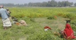 সিরাজগঞ্জ যমুনার চরে মরিচের বাম্পার ফলন সিরাজগঞ্জ যমুনার চরে মরিচের বাম্পার ফলন