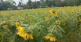 তাড়াশে প্রথমবারের মতো সূর্যমুখীচাষে কৃষকদের সাফল্য তাড়াশে প্রথমবারের মতো সূর্যমুখীচাষে কৃষকদের সাফল্য