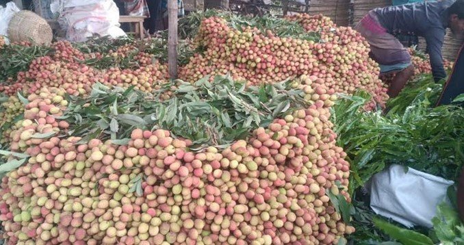 চলনবিলে শতকোটি টাকার লিচু বিক্রির সম্ভাবনা