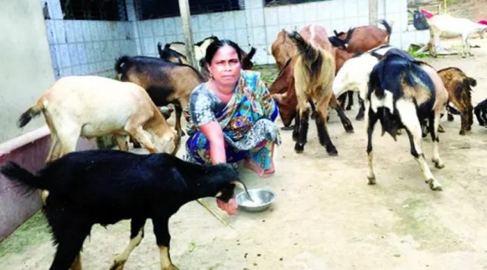 ছাগল পালনে বাজিমাত নিলুফার ছাগল পালনে বাজিমাত নিলুফার