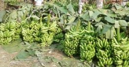 নাটোরে কলার বাম্পার ফলন, দামে খুশি চাষিরা
