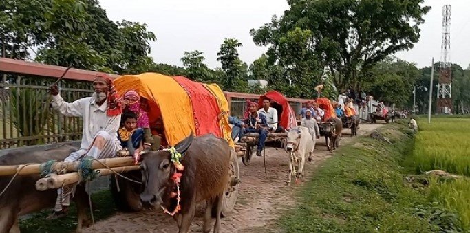 গরু ও মহিষের ১০ গাড়িতে বরযাত্রা