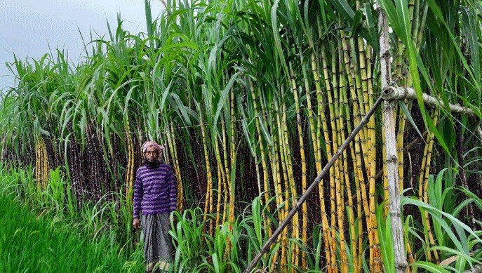 কুষ্টিয়ায় ‘ফিলিপাইন আখ’ চাষে যুবকের সাফল্য