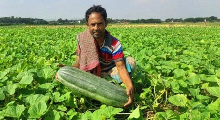 কৃষক সাত্তার মিয়া খুশি আগাম বাঙ্গির ব্যাপক ফলনে