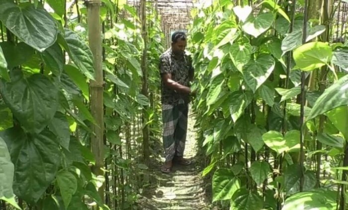 সিরাজগঞ্জে প্রথম পান চাষ, সাড়া ফেলেছে কৃষকদের মাঝে