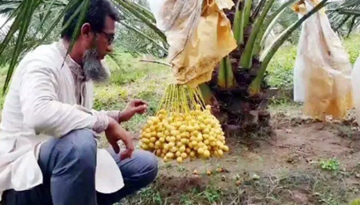 বাণিজ্যিকভাবে মরুর খেজুর চাষে সফল নুরুল বাণিজ্যিকভাবে মরুর খেজুর চাষে সফল নুরুল