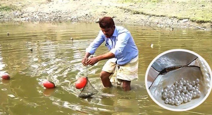 মিঠাপানিতে বাণিজ্যিকভাবে মুক্তা চাষে সাফল্য! মিঠাপানিতে বাণিজ্যিকভাবে মুক্তা চাষে সাফল্য!