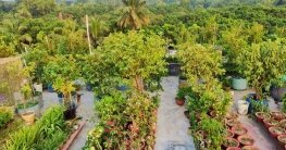 ছাদবাগান করে তাক লাগিয়ে দিয়েছেন গৃহিণী তনিমা