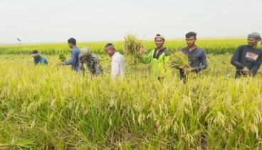 সিরাজগঞ্জের তাড়াশে আগাম জাতের ধান কাটা শুরু