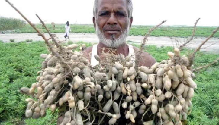 কাজিপুরে রবি মৌসুমে আবাদ বেড়েছে মসলা জাতীয় ফসলের