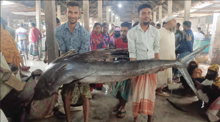 বরগুনায় জেলের জালে ধরা পড়ল ৮০ কেজির পাখি মাছ বরগুনায় জেলের জালে ধরা পড়ল ৮০ কেজির পাখি মাছ