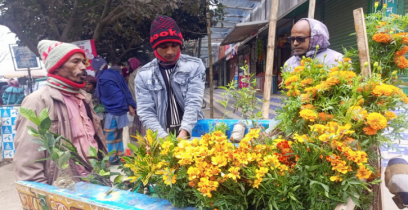 সিরাজগঞ্জের রায়গঞ্জে কদর বাড়ছে ভ্রাম্যমাণ নার্সারির