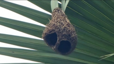 হারিয়ে যাচ্ছে দৃষ্টিনন্দন বাবুই পাখির বাসা