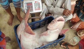 পদ্মার ২২ কেজির পাঙাশ বিক্রি হলো ৩১ হাজারে