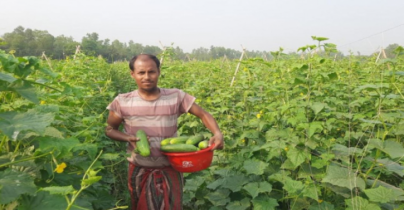 প্রথম বছরেই শসা চাষ করে বাজিমাত করেছে কামারখন্দের শাহাদাত