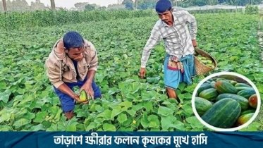 তাড়াশে ক্ষীরার ফলনে কৃষকের মুখে হাসি (ভিডিও)