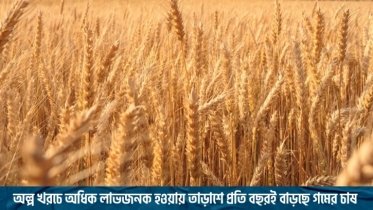 অল্প খরচে অধিক লাভজনক হওয়ায় তাড়াশে বাড়ছে গমের চাষ ( ভিডিও)