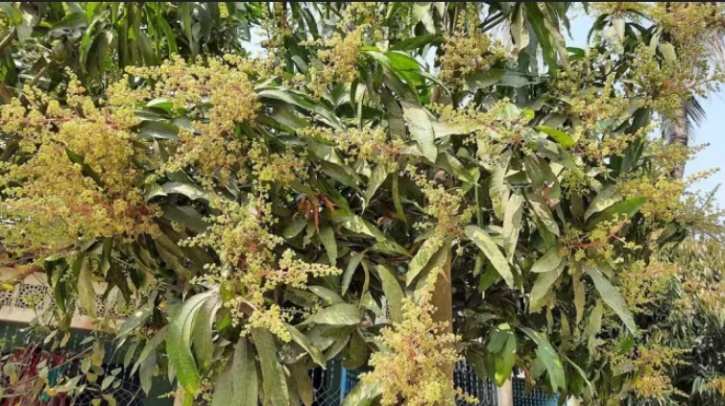 কাজিপুরে গাছে গাছে উঁকি দিচ্ছে আমের সোনালী মুকুল