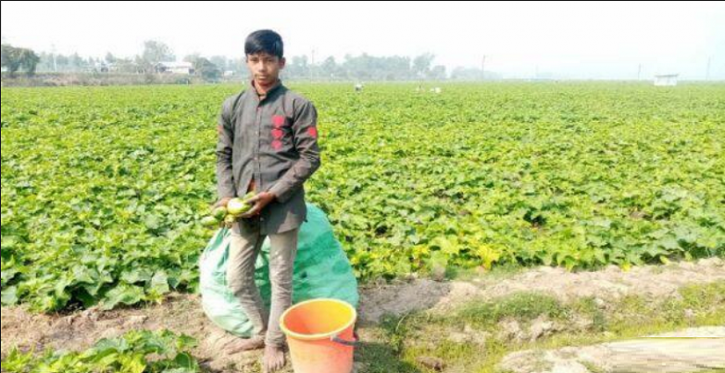 তাড়াশে ক্ষীরার ফলনে কৃষকের মুখে হাসি তাড়াশে ক্ষীরার ফলনে কৃষকের মুখে হাসি