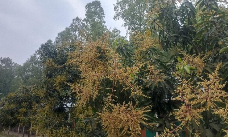 চৌহালীতে ডালে ডালে আমের মুকুল, স্বপ্ন দেখছেন চাষিরা চৌহালীতে ডালে ডালে আমের মুকুল, স্বপ্ন দেখছেন চাষিরা