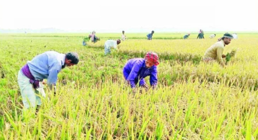 হাওরে কৃষকের মুখে স্বর্ণালি হাসি হাওরে কৃষকের মুখে স্বর্ণালি হাসি