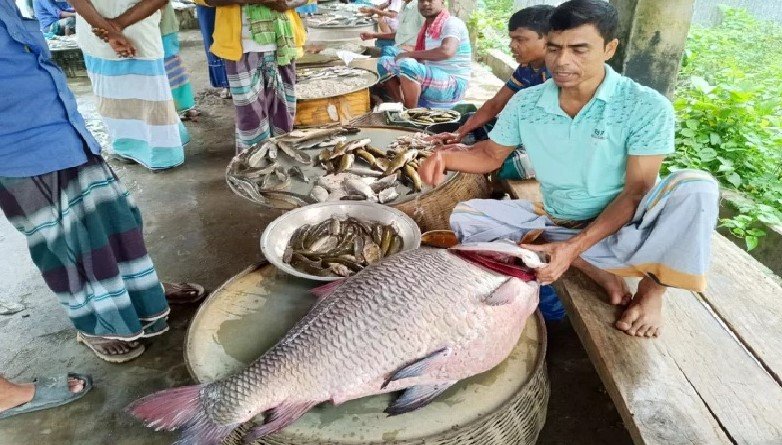 পদ্মায় জেলের জালে উঠলো ৩২ কেজির কাতল