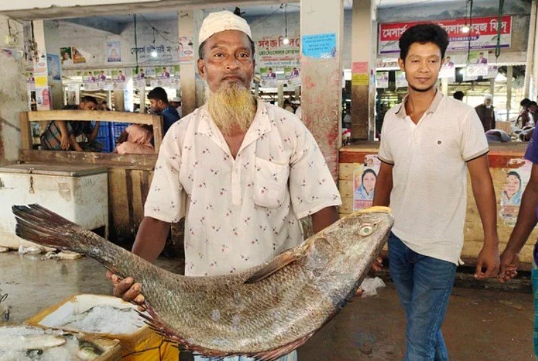 পাথরঘাটায় সাড়ে ২১ কেজির ভোল মাছ সাড়ে ৩ লাখ টাকায় বিক্রি