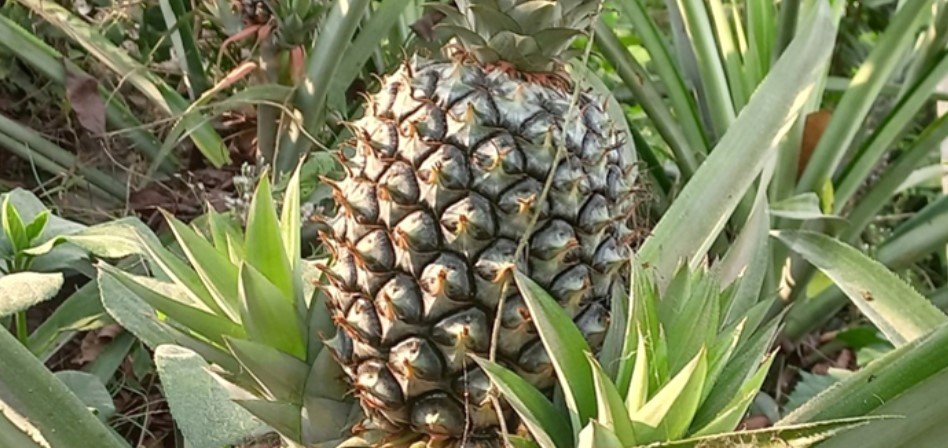 উল্লাপাড়ায় আনারস চাষে সম্ভাবনা