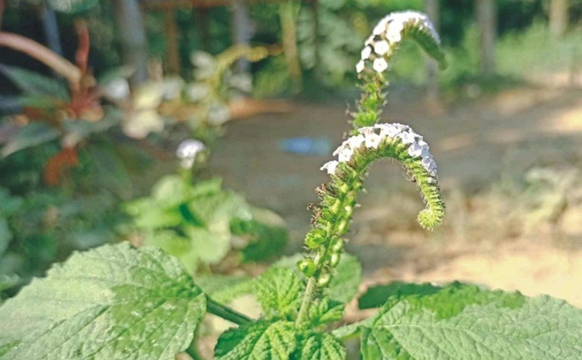 ঔষধি গুণে ভরপুর হাতিশুঁড় গাছ ঔষধি গুণে ভরপুর হাতিশুঁড় গাছ