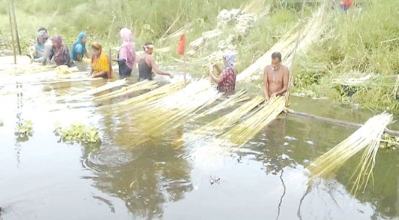 সিরাজগঞ্জের তাড়াশে সোনালী আঁশ সংগ্রহে ব্যস্ত পাট চাষিরা 