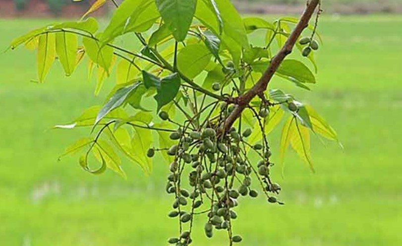 জন্ডিসের মহৌষধ জিকা গাছ জন্ডিসের মহৌষধ জিকা গাছ