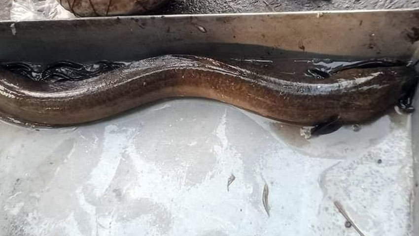 সিরাজগঞ্জের তাড়াশে ধরা পড়ল বিরল প্রজাতির ইল ফিশ