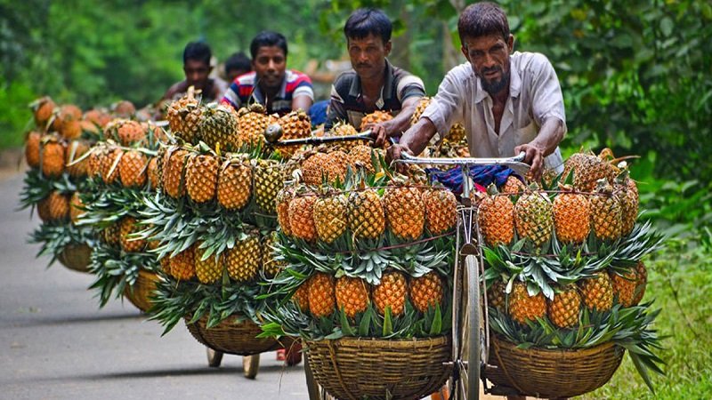 জিআই পণ্যের স্বীকৃতি পেল মধুপুরের আনারস জিআই পণ্যের স্বীকৃতি পেল মধুপুরের আনারস