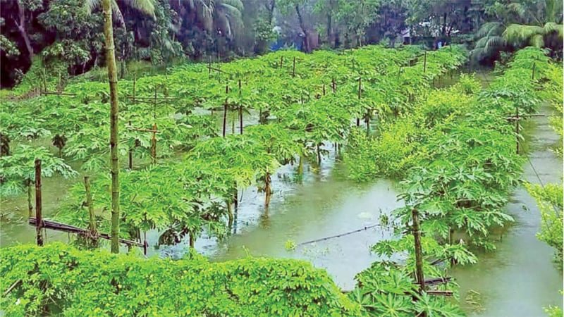 বৃষ্টির পানিতে ভেসে গেল চাষির স্বপ্ন
