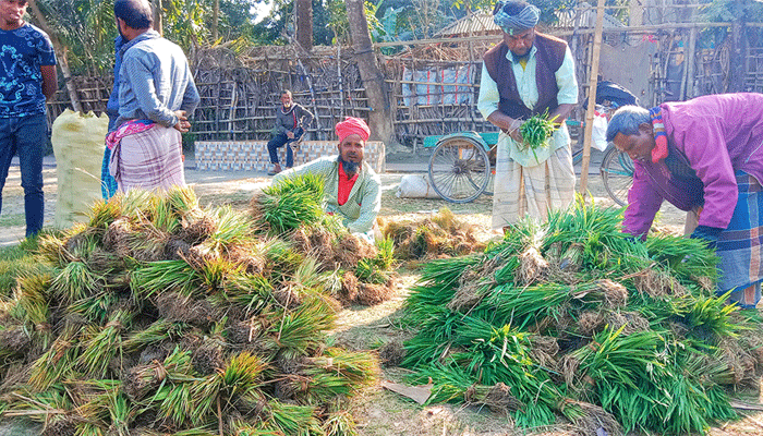 সিরাজগঞ্জে রোপা আমনের চারা বিক্রির ধুম