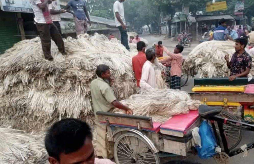 সিরাজগঞ্জে ক্রেতাদের হাঁক ডাকে জমে উঠেছে পাটের হাট 