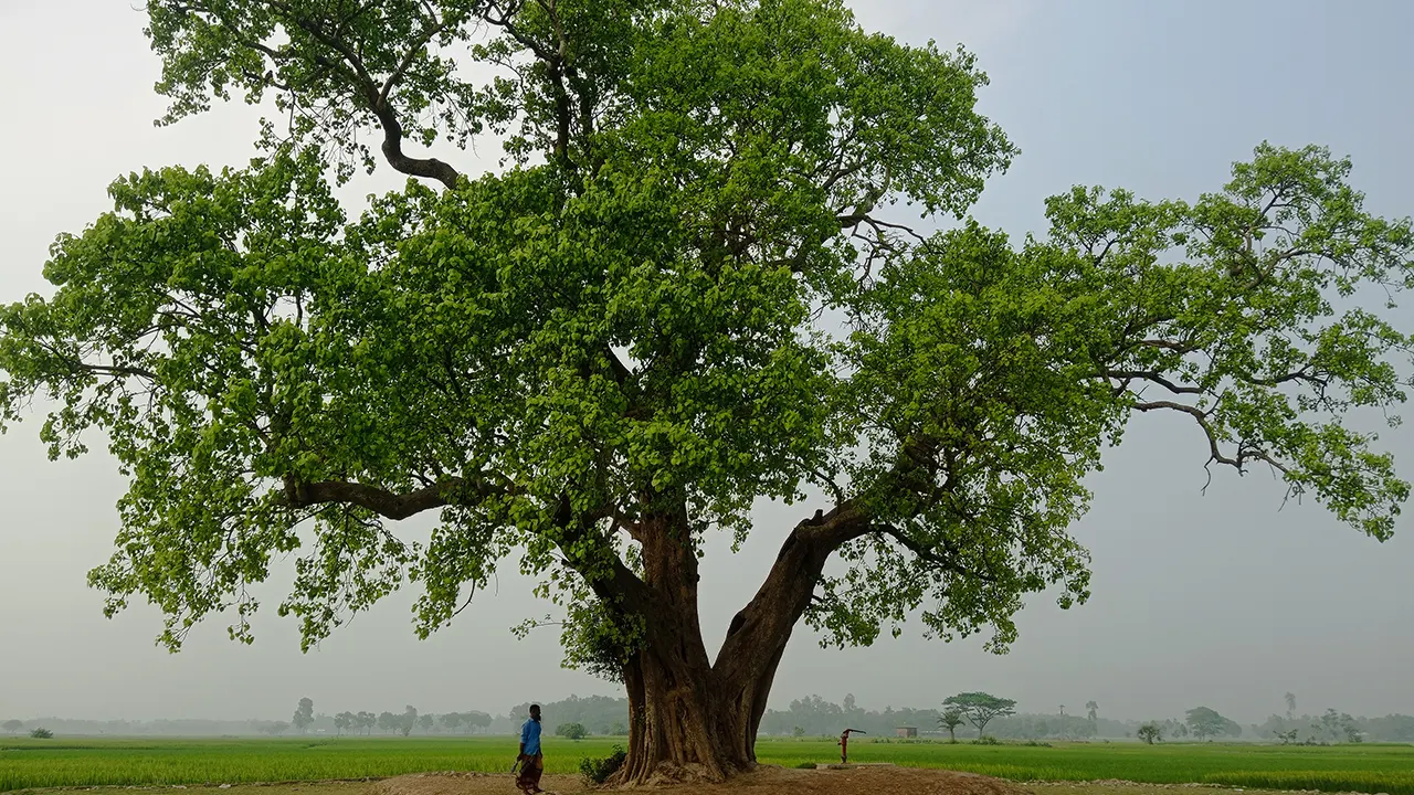 ৫০০ বছরের এই বটগাছ ঘিরে রহস্য আর বিশ্বাসের গল্প 