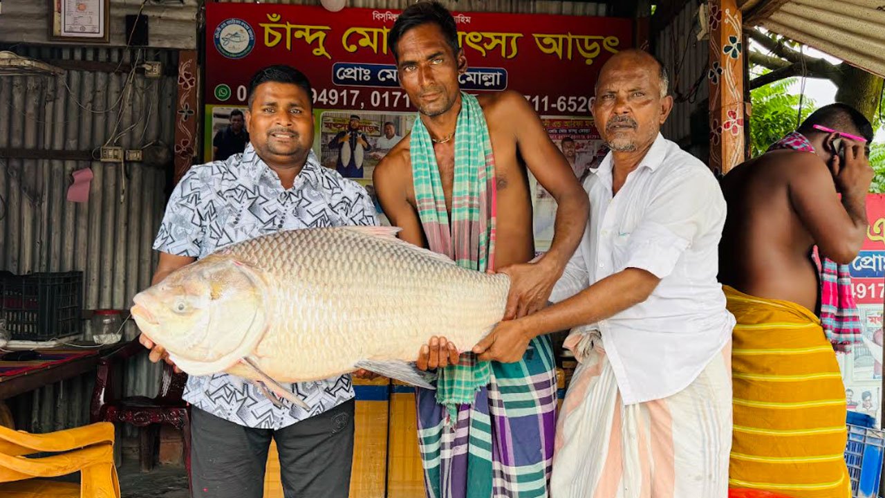 পদ্মার এক কাতল বিক্রি হলো ৪৪ হাজার টাকায়