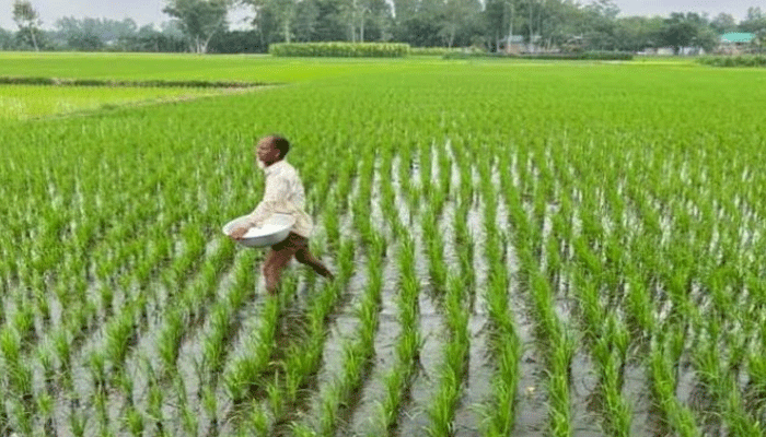 সিরাজগঞ্জে লাগানো রোপা আমন ধান পরিচর্যায় ব্যস্ত কৃষকেরা