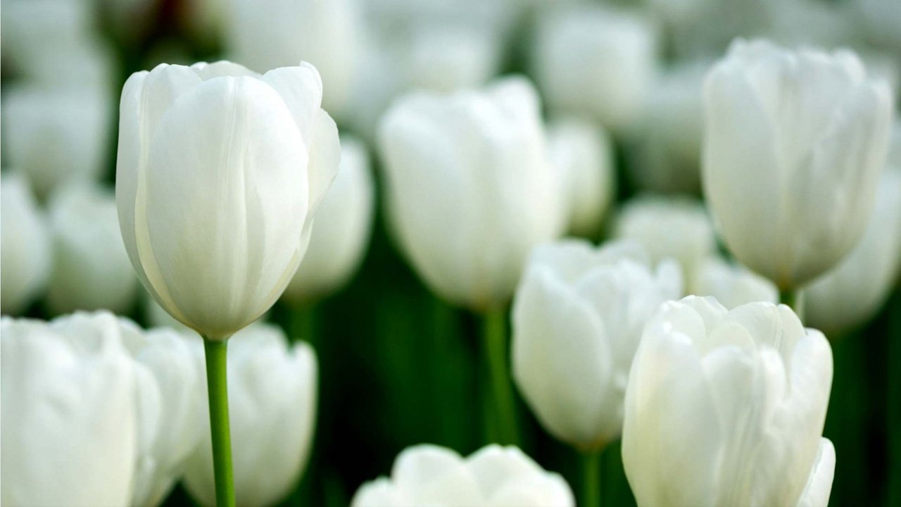 নবীজির (সা.) সহধর্মিণী সাওদার (রা.) সরলতা ও উদারতা নবীজির (সা.) সহধর্মিণী সাওদার (রা.) সরলতা ও উদারতা